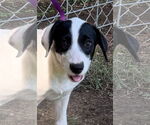 Small #1 Labrador Retriever Mix