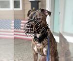 Small Photo #3 Mutt Puppy For Sale in Chandler, AZ, USA