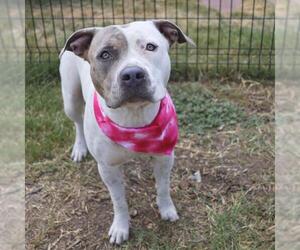 American Staffordshire Terrier Dogs for adoption in San Antonio, TX, USA