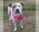 Small American Staffordshire Terrier