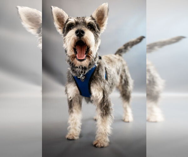 Medium Photo #2 Dachshund-Unknown Mix Puppy For Sale in Princeton, MN, USA