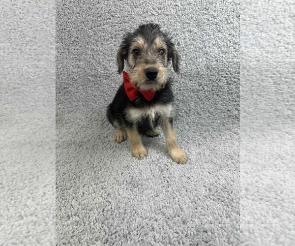 Medium Photo #3 Poodle (Standard)-Unknown Mix Puppy For Sale in Grafton, WI, USA