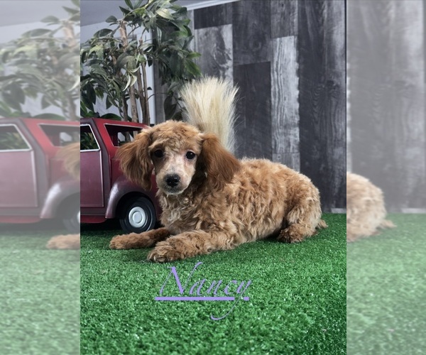 Medium Photo #4 Poodle (Miniature) Puppy For Sale in CANOGA, NY, USA