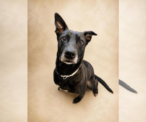 Medium Photo #16 Labrador Retriever-Unknown Mix Puppy For Sale in Rockwall, TX, USA