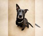 Small #15 Labrador Retriever Mix