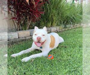 Mutt Dogs for adoption in Long Beach, CA, USA