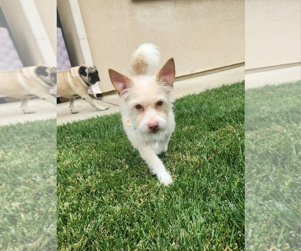 Medium Photo #3 Mutt Puppy For Sale in San Bernardino , CA, USA