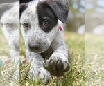Small #1 Mutt