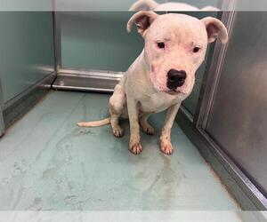 Mutt Dogs for adoption in Moreno Valley, CA, USA