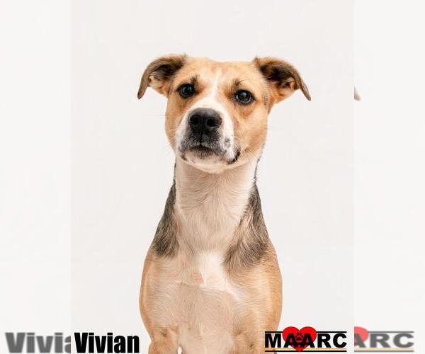 Medium Photo #7 Black Mouth Cur-Unknown Mix Puppy For Sale in Maryville, TN, USA