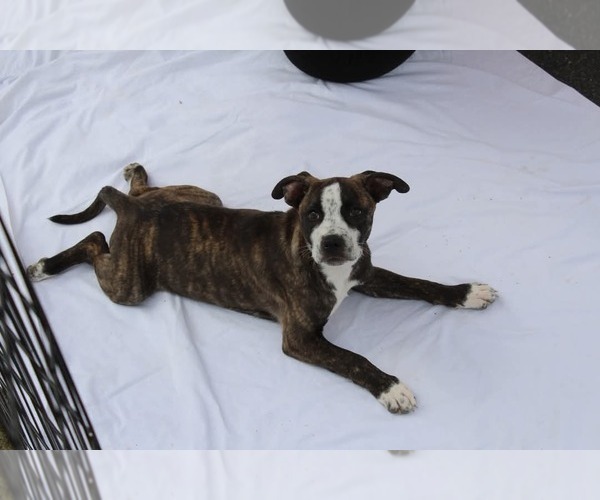 Medium Photo #9 American Staffordshire Terrier-German Shepherd Dog Mix Puppy For Sale in McDonough, GA, USA