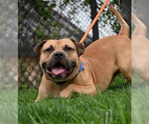 Masti-Bull Dogs for adoption in Derwood, MD, USA