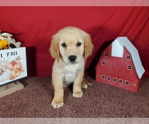 Golden Retriever Puppy for Sale in FALCON, Colorado USA