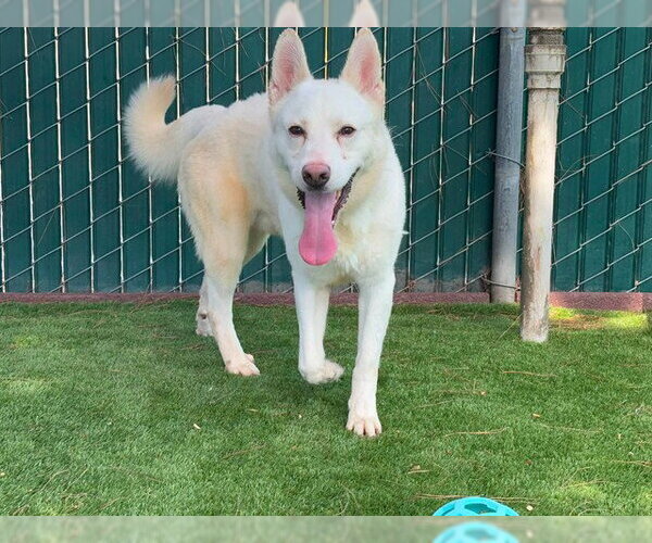 Medium Photo #3 Siberian Husky-Unknown Mix Puppy For Sale in San Bernardino, CA, USA