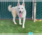 Small #2 Siberian Husky Mix