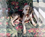 Small #9 Beagle