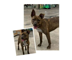 Mutt Dogs for adoption in Naples, FL, USA