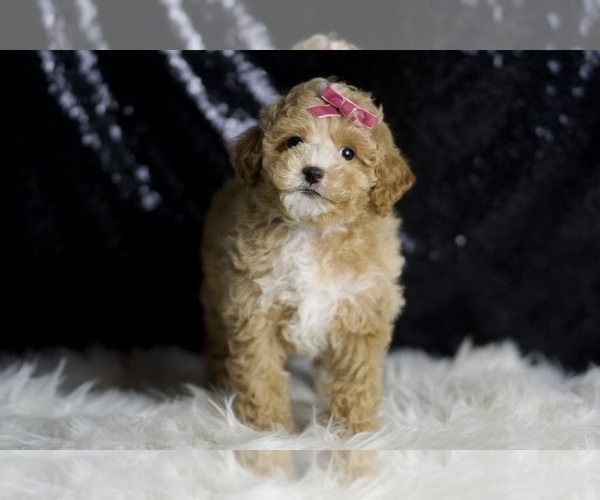 Medium Photo #6 Maltipoo Puppy For Sale in WARSAW, IN, USA