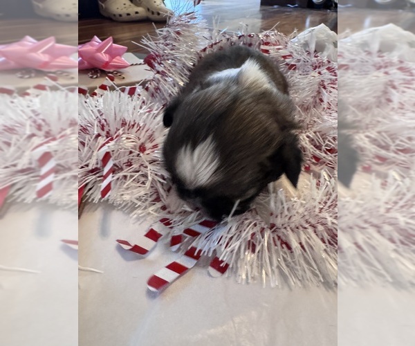 Medium Photo #24 Shih Tzu Puppy For Sale in CENTRALIA, IL, USA