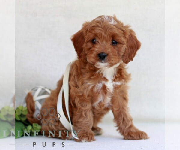 Medium Photo #3 Cavapoo (Miniature) Puppy For Sale in NEWMANSTOWN, PA, USA