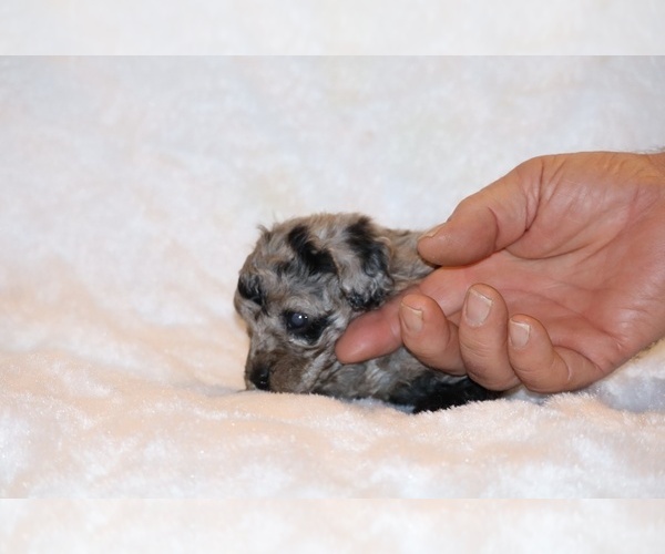 Medium Photo #17 Poodle (Toy) Puppy For Sale in DYERSBURG, TN, USA