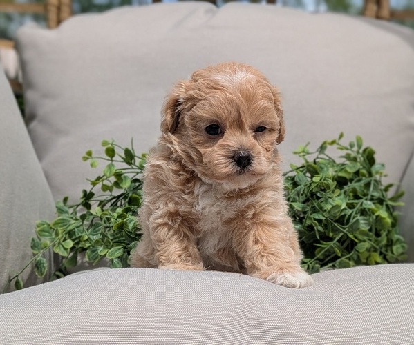 Medium Photo #11 Maltipoo Puppy For Sale in GOSHEN, IN, USA