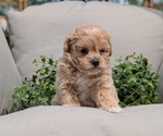 Small Photo #23 Maltipoo Puppy For Sale in GOSHEN, IN, USA