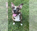 Small #2 American Pit Bull Terrier
