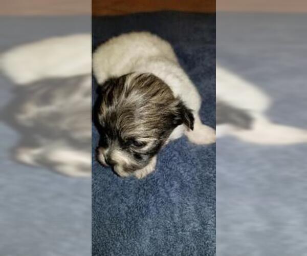 Medium Photo #3 Zuchon Puppy For Sale in SHAWNEE, KS, USA