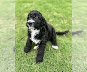 Medium Bernedoodle-Labradoodle Mix