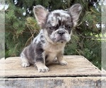 Small #1 French Bulldog
