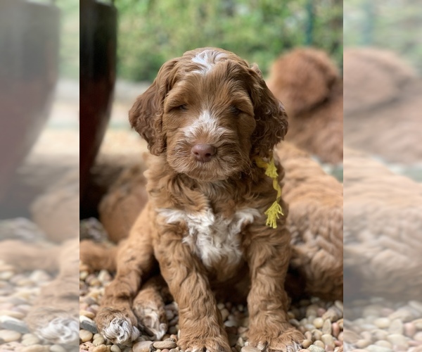 Medium Photo #16 Australian Labradoodle Puppy For Sale in MILL VALLEY, CA, USA