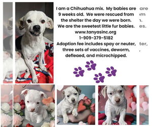 Shilo - Male Chihuahua-Unknown Mix Dog for Adoption - Photo #5