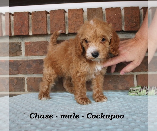 Medium Photo #4 Cockapoo (Miniature) Puppy For Sale in CLARKRANGE, TN, USA