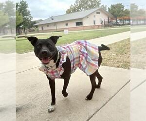 American Staffordshire Terrier-Labrador Retriever Mix Dogs for adoption in San Antonio, TX, USA
