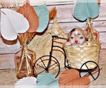 Small Photo #2 Chihuahua Puppy For Sale in CHARLESTON, AR, USA