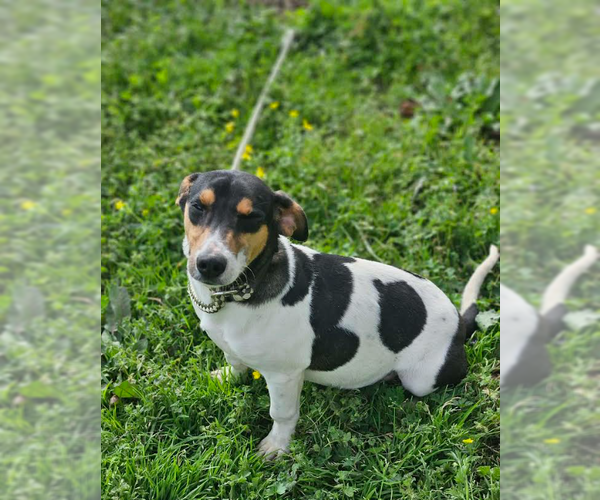 Medium Photo #2 Chihuahua-Unknown Mix Puppy For Sale in Cranston, RI, USA