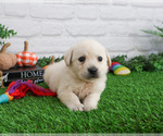 Small #4 Labrador Retriever