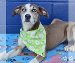 Small #2 Labrador Retriever Mix