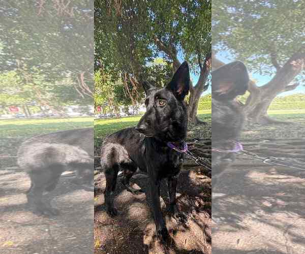 Medium Photo #2 German Shepherd Dog Puppy For Sale in Plantation, FL, USA