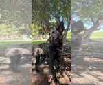 Small #1 German Shepherd Dog