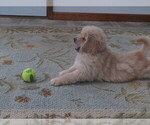 Small Photo #13 English Cream Golden Retriever Puppy For Sale in MECHANICSVILLE, MD, USA