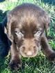 Small Photo #8 Labrador Retriever Puppy For Sale in EATONVILLE, WA, USA
