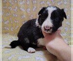 Small Photo #26 Border Collie Puppy For Sale in NORBORNE, MO, USA