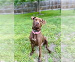 Small #3 American Pit Bull Terrier