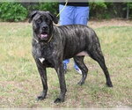 Small #3 Mutt