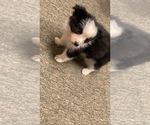 Small Photo #2 Australian Shepherd Puppy For Sale in EASTOVER, NC, USA