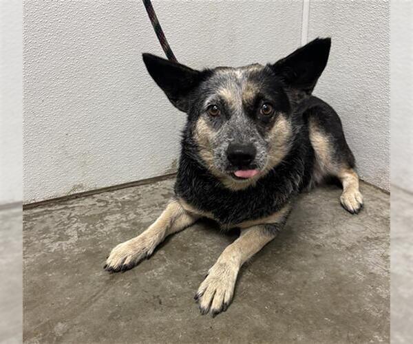 Medium Photo #1 Mutt Puppy For Sale in Rosenberg, TX, USA