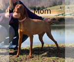 Small Photo #1 Vizsla Puppy For Sale in LIBERTY, KY, USA