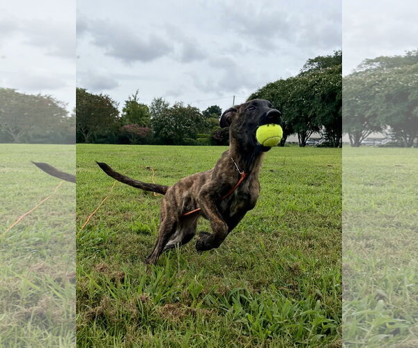 Medium Photo #3 Holland Shepherd-Plott Hound Mix Puppy For Sale in Virginia Beach, VA, USA